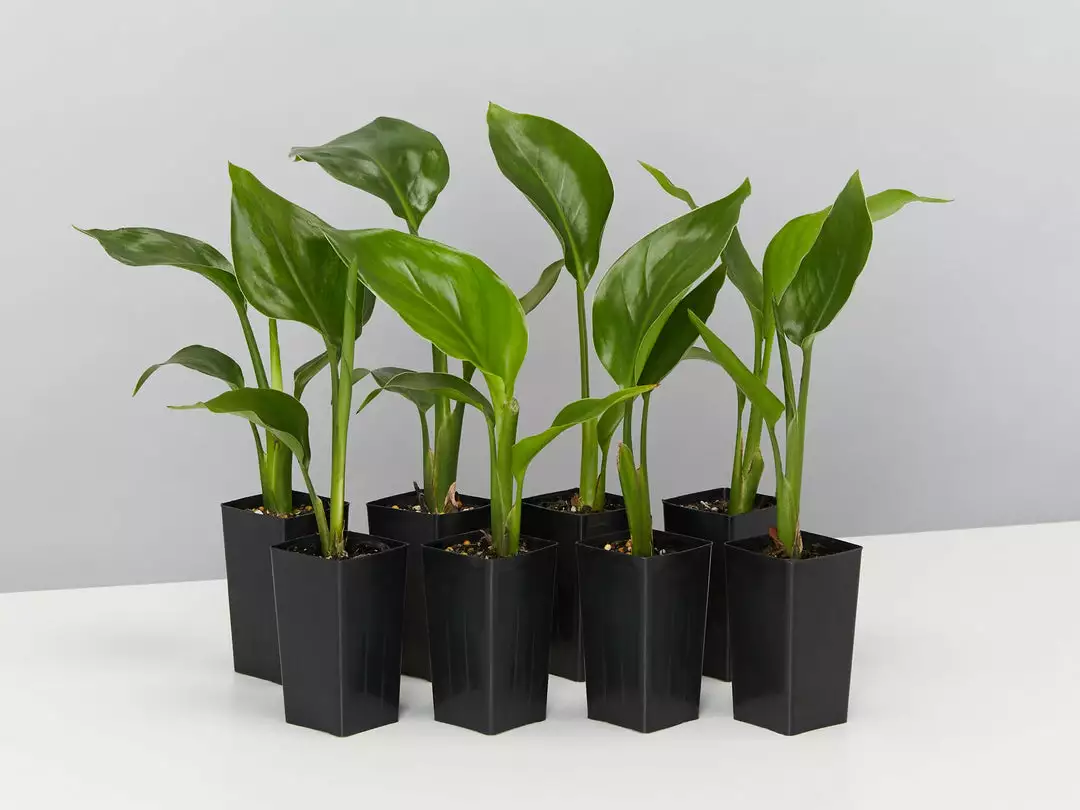 Shrubs Strelitzia Nicolai Giant 'White Bird Of Paradise' 3 Shrubs Strelitzia Nicolai Giant 'White Bird Of Paradise'