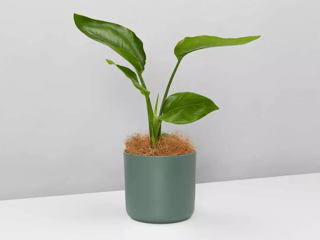 Elho Strelitzia Nicolai Giant 'White Bird Of Paradise' + Recycled Pot Shrubs 4 Elho Strelitzia Nicolai Giant 'White Bird Of Paradise' + Recycled Pot Shrubs