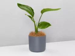 Elho Strelitzia Nicolai Giant 'White Bird Of Paradise' + Recycled Pot Shrubs 14 Elho Strelitzia Nicolai Giant 'White Bird Of Paradise' + Recycled Pot Shrubs