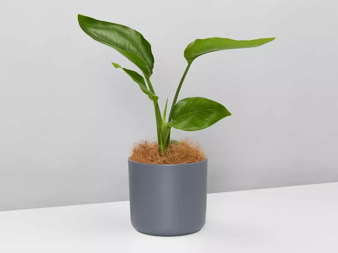 Elho Strelitzia Nicolai Giant 'White Bird Of Paradise' + Recycled Pot Shrubs 7 Elho Strelitzia Nicolai Giant 'White Bird Of Paradise' + Recycled Pot Shrubs