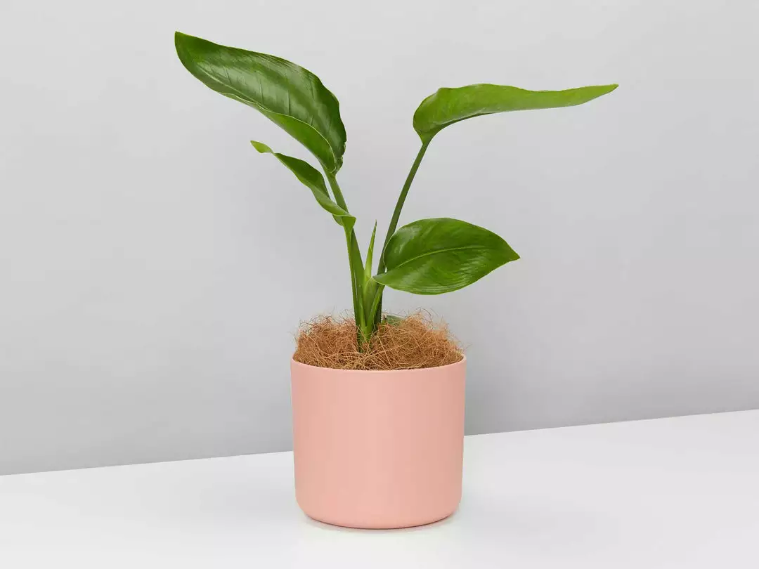 Elho Strelitzia Nicolai Giant 'White Bird Of Paradise' + Recycled Pot Shrubs 6 Elho Strelitzia Nicolai Giant 'White Bird Of Paradise' + Recycled Pot Shrubs