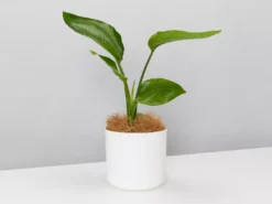 Elho Strelitzia Nicolai Giant 'White Bird Of Paradise' + Recycled Pot Shrubs