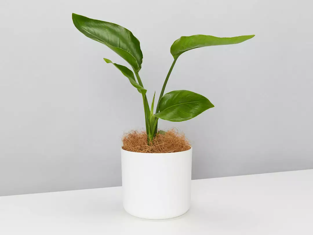 Elho Strelitzia Nicolai Giant 'White Bird Of Paradise' + Recycled Pot Shrubs 3 Elho Strelitzia Nicolai Giant 'White Bird Of Paradise' + Recycled Pot Shrubs