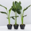 Shrubs Strelitzia Nicolai Giant 'White Bird Of Paradise' 85mm