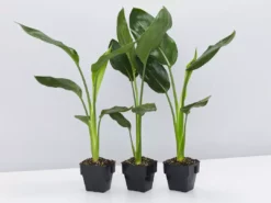 Shrubs Strelitzia Nicolai Giant 'White Bird Of Paradise' 85mm