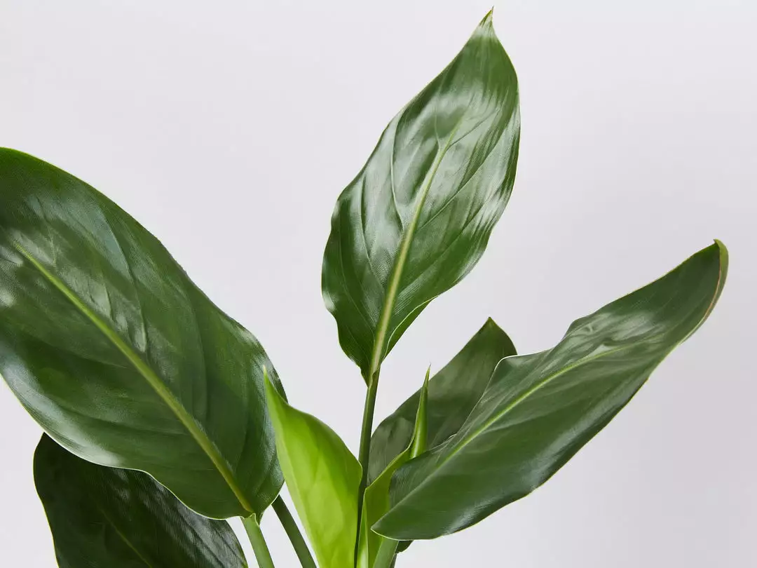 Shrubs Strelitzia Nicolai Giant 'White Bird Of Paradise' 85mm 6 Shrubs Strelitzia Nicolai Giant 'White Bird Of Paradise' 85mm