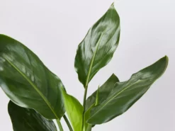 Shrubs Screening Plants The Easy Care Plant Pack - Trio