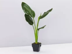 Shrubs Strelitzia Nicolai Giant 'White Bird Of Paradise' 85mm