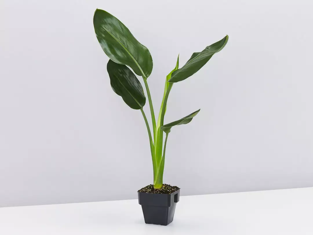 Shrubs Strelitzia Nicolai Giant 'White Bird Of Paradise' 85mm 4 Shrubs Strelitzia Nicolai Giant 'White Bird Of Paradise' 85mm