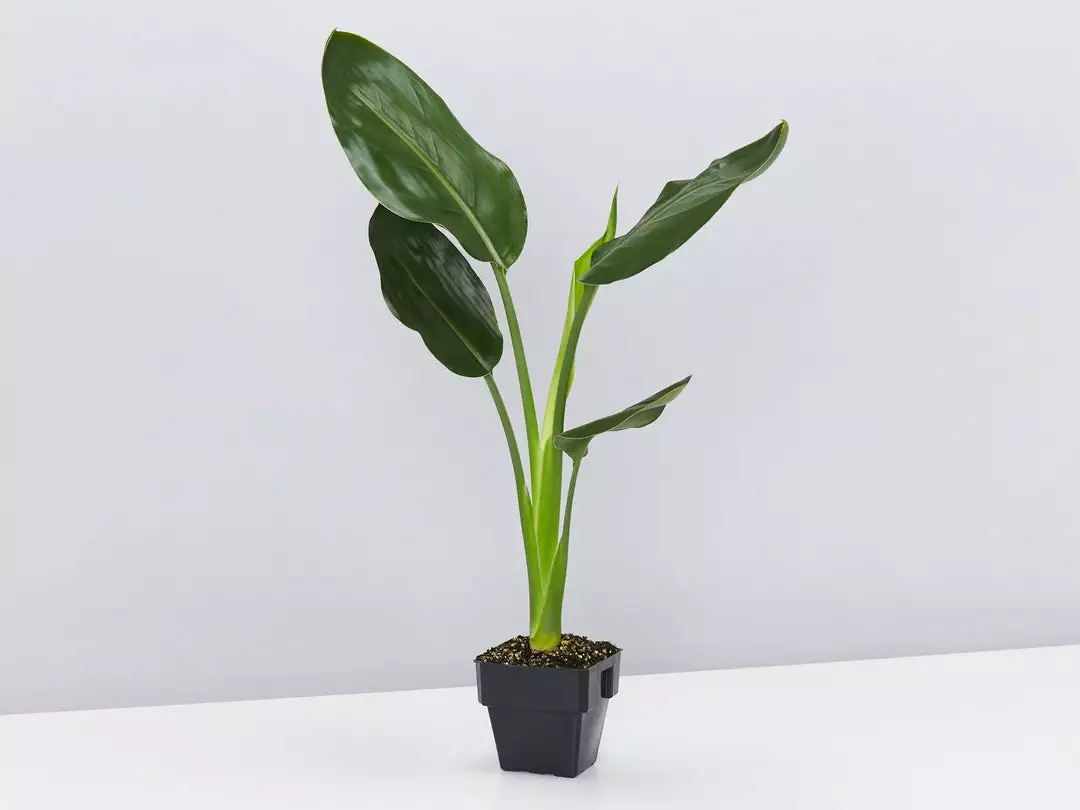 Elho Strelitzia Nicolai Giant 'White Bird Of Paradise' + Recycled Pot Shrubs 9 Elho Strelitzia Nicolai Giant 'White Bird Of Paradise' + Recycled Pot Shrubs