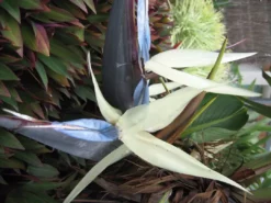 Shrubs Strelitzia Nicolai Giant 'White Bird Of Paradise' 10 Shrubs Strelitzia Nicolai Giant 'White Bird Of Paradise'