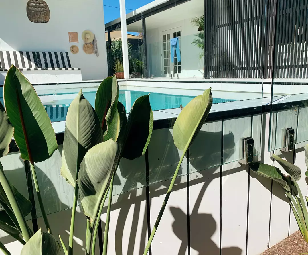 Shrubs Strelitzia Reginae "Bird Of Paradise" 3 Shrubs Strelitzia Reginae "Bird Of Paradise"