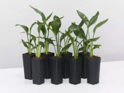 Shrubs Strelitzia Juncea