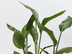 Shrubs Strelitzia Juncea