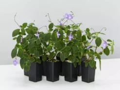 Shrubs Streptocarpus Caulescens