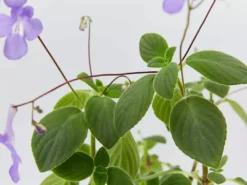Shrubs Streptocarpus Caulescens