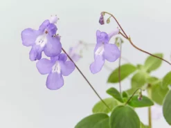 Shrubs Streptocarpus Caulescens