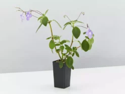 Shrubs Streptocarpus Caulescens