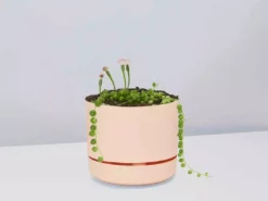 Pot + Plant Gift Box String Of Pearls - Pot + Plant Cacti & Succulents