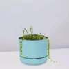Pot + Plant Gift Box String Of Pearls - Pot + Plant Cacti & Succulents 1 Pot + Plant Gift Box String Of Pearls - Pot + Plant Cacti & Succulents