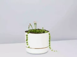 Pot + Plant Gift Box String Of Pearls - Pot + Plant Cacti & Succulents