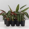 Indoor Garden Stromanthe Sanguinea Easy Care Plants