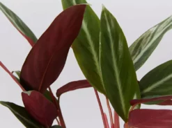 Indoor Garden Stromanthe Sanguinea Easy Care Plants