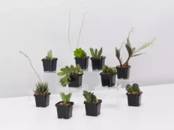 Succulents Mystery Succulent Box