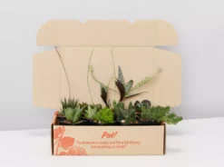 Succulents Mystery Succulent Box