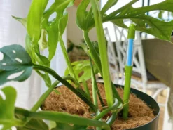 Sustee Houseplant 'when To Water Device' Sustee Watering Device