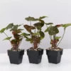 Indoor Garden Syngonium Podophyllum Bronze 85mm
