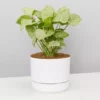 Pot + Plant Gift Box Syngonium Confetti 🎉 - Pot + Plant + Soil Syngoniums 2 Pot + Plant Gift Box Syngonium Confetti 🎉 - Pot + Plant + Soil Syngoniums