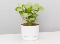 Pot + Plant Gift Box Syngonium Confetti 🎉 - Pot + Plant + Soil Syngoniums
