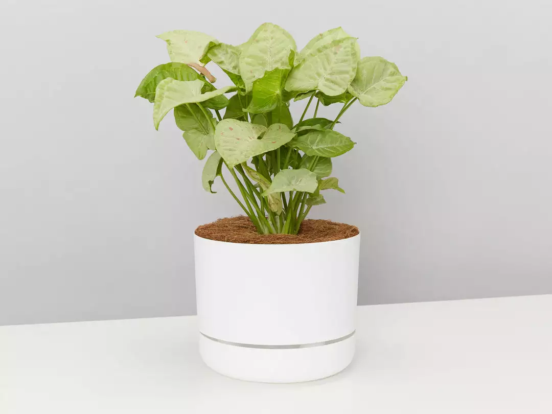 Pot + Plant Gift Box Syngonium Confetti π - Pot + Plant + Soil Syngoniums 3 Pot + Plant Gift Box Syngonium Confetti π - Pot + Plant + Soil Syngoniums
