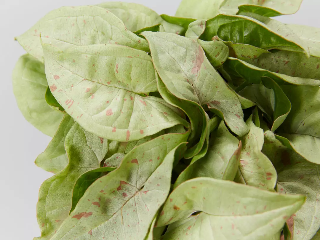 Pot + Plant Gift Box Syngonium Confetti π - Pot + Plant + Soil Syngoniums 14 Pot + Plant Gift Box Syngonium Confetti π - Pot + Plant + Soil Syngoniums