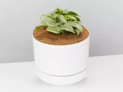 Pot + Plant Gift Box Syngonium Confetti π - Pot + Plant + Soil Syngoniums 23 Pot + Plant Gift Box Syngonium Confetti π - Pot + Plant + Soil Syngoniums