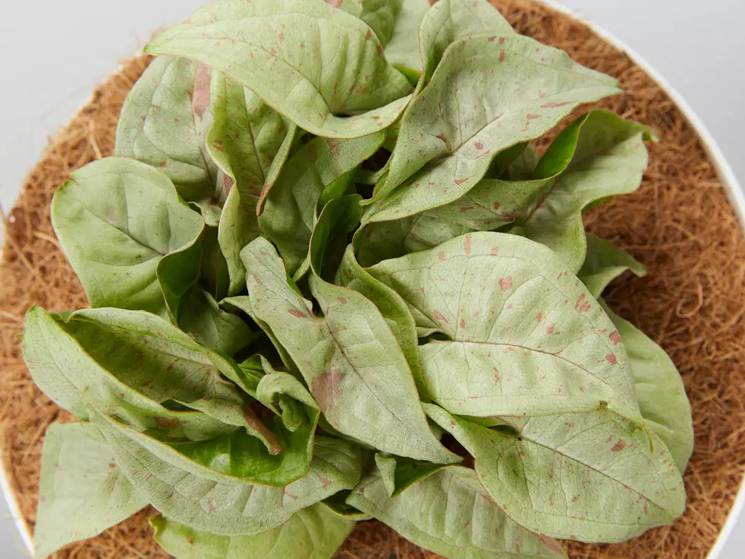 Pot + Plant Gift Box Syngonium Confetti π - Pot + Plant + Soil Syngoniums 7 Pot + Plant Gift Box Syngonium Confetti π - Pot + Plant + Soil Syngoniums