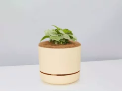 Pot + Plant Gift Box Syngonium Confetti π - Pot + Plant + Soil Syngoniums 31 Pot + Plant Gift Box Syngonium Confetti π - Pot + Plant + Soil Syngoniums