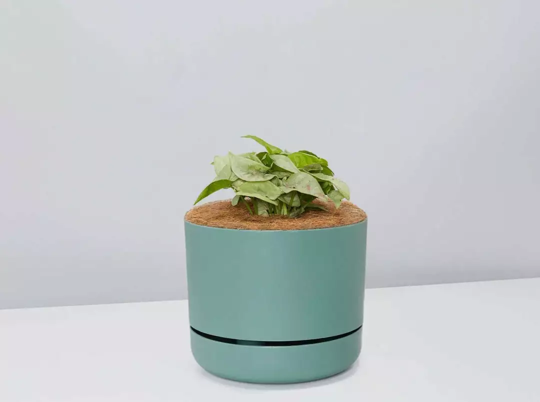 Pot + Plant Gift Box Syngonium Confetti π - Pot + Plant + Soil Syngoniums 12 Pot + Plant Gift Box Syngonium Confetti π - Pot + Plant + Soil Syngoniums