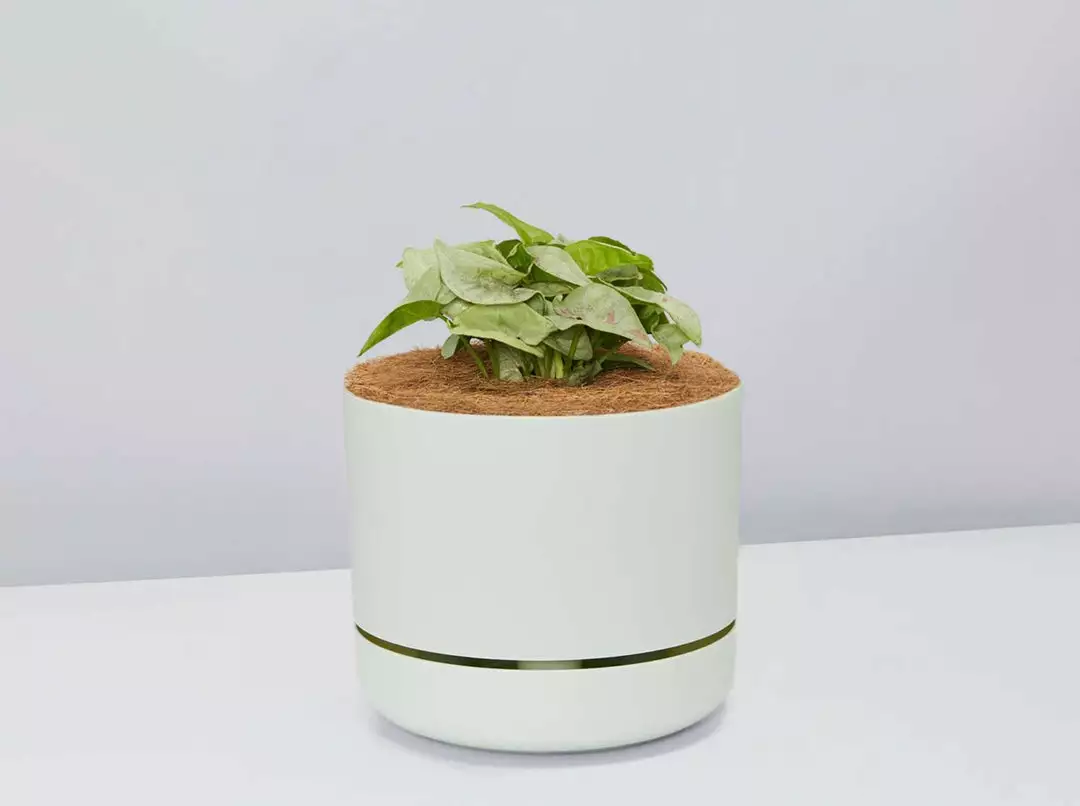 Pot + Plant Gift Box Syngonium Confetti π - Pot + Plant + Soil Syngoniums 8 Pot + Plant Gift Box Syngonium Confetti π - Pot + Plant + Soil Syngoniums