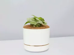 Pot + Plant Gift Box Syngonium Confetti π - Pot + Plant + Soil Syngoniums 27 Pot + Plant Gift Box Syngonium Confetti π - Pot + Plant + Soil Syngoniums