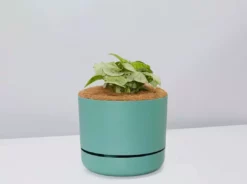 Pot + Plant Gift Box Syngonium Confetti π - Pot + Plant + Soil Syngoniums 33 Pot + Plant Gift Box Syngonium Confetti π - Pot + Plant + Soil Syngoniums