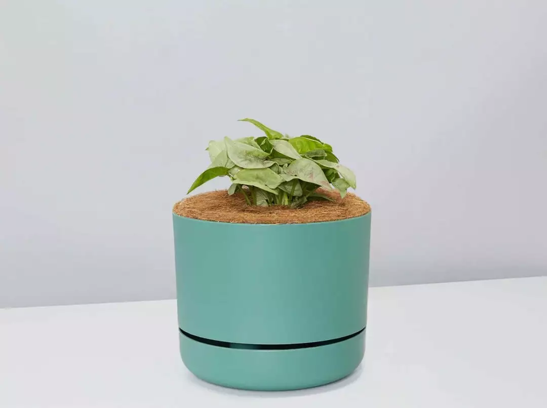 Pot + Plant Gift Box Syngonium Confetti π - Pot + Plant + Soil Syngoniums 15 Pot + Plant Gift Box Syngonium Confetti π - Pot + Plant + Soil Syngoniums