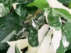 Indoor Garden Syngonium Fantasy (with Pot Option) Syngoniums