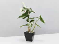 Indoor Garden Syngonium Fantasy (with Pot Option) Syngoniums