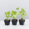 Indoor Garden Syngonium Golden Illusion - 85mm