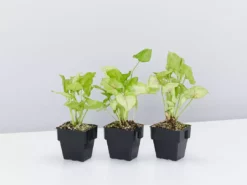Indoor Garden Syngonium Golden Illusion - 85mm