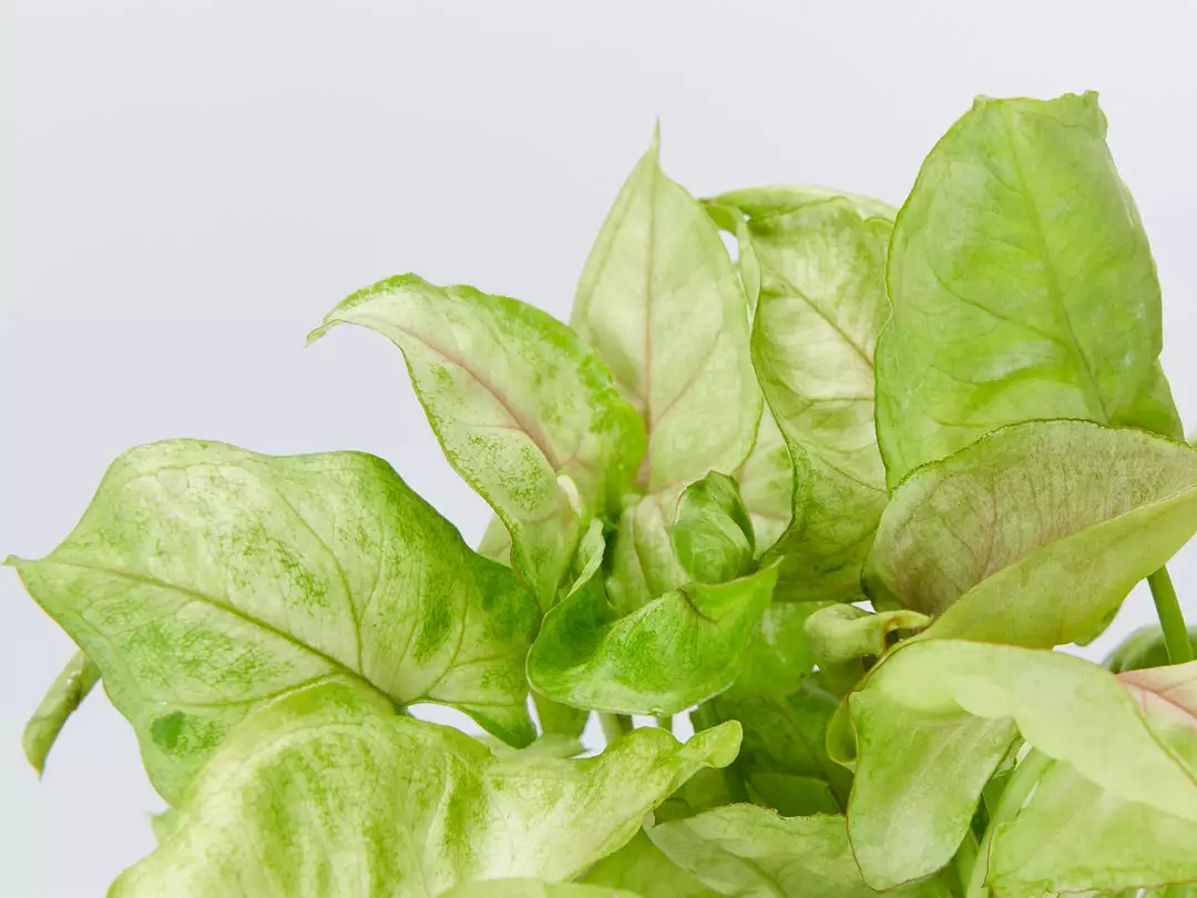 Indoor Garden Syngonium Golden Illusion Syngoniums 4 Indoor Garden Syngonium Golden Illusion Syngoniums