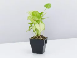Indoor Garden Syngonium Golden Illusion - 85mm
