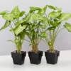Indoor Garden Syngonium Podophyllum Green Pixie